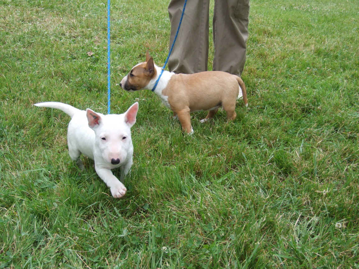 Chiot Bull Terrier